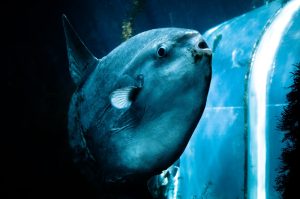 マンボウ 豆腐メンタル